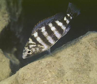 Protomelas sp. 'johnstoni solo' Nkanda